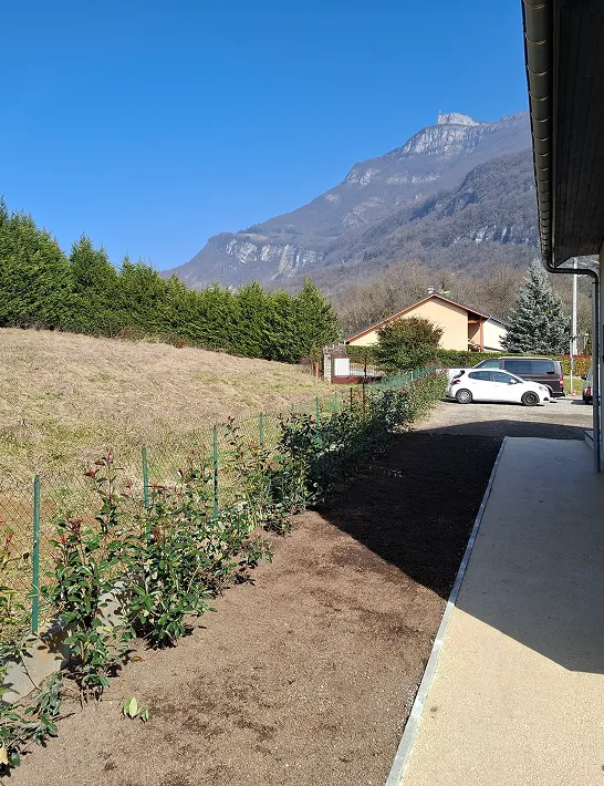 Haie fraîchement plantée